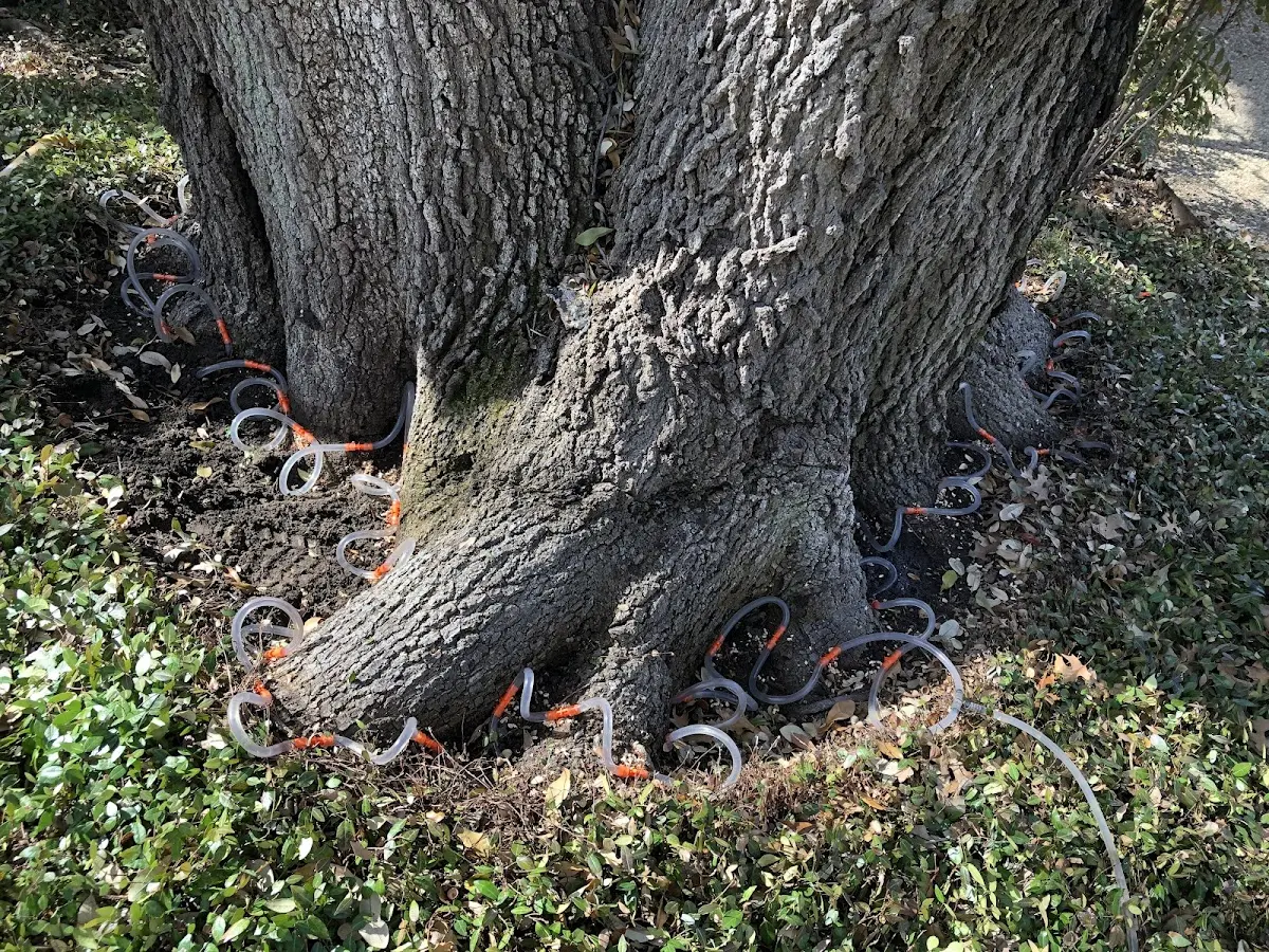 Detailed Tree Cabling and Bracing job site in Spring Garden