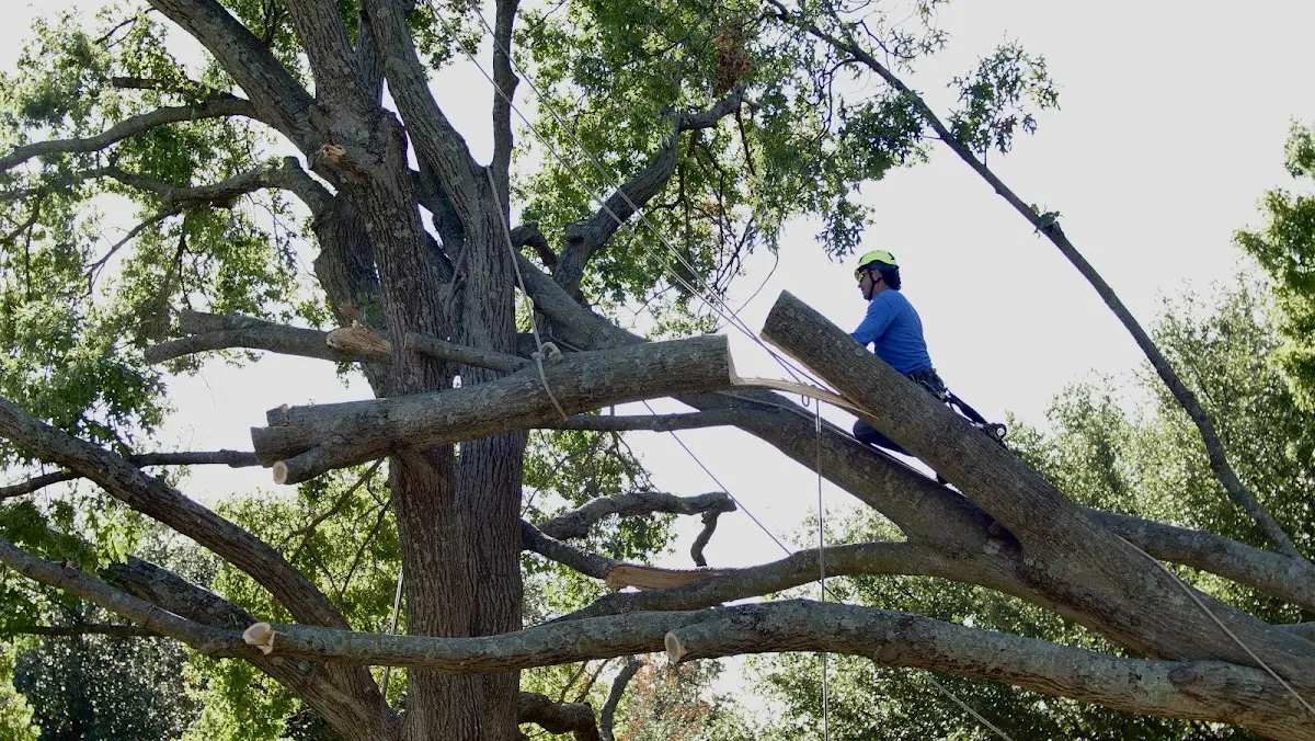 Professional Hazardous Tree Removal performed by certified arborists in Spring Garden